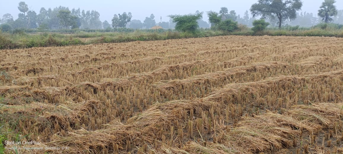 आकस्मिक पाऊसामुळे धान उत्पादक शेतकऱ्यांचे मोठे नुकसान