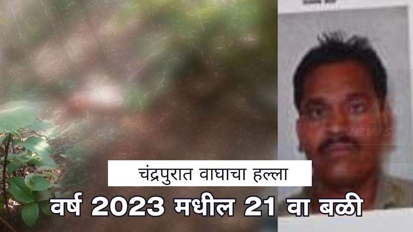 वाघाचा हल्ला