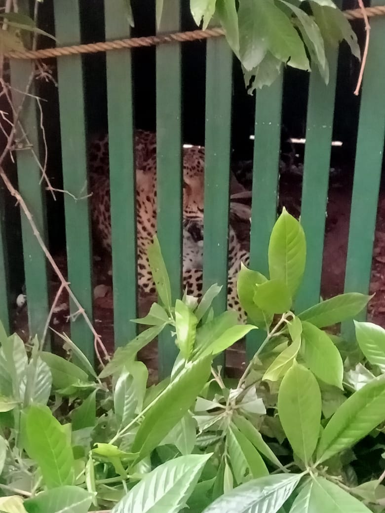 गोंडपीपरी तालुक्यात धुमाकूळ घालणाऱ्या बिबट्याला वनविभागाने केले जेरबंद