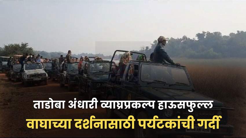 ताडोबा अंधारी व्याघ्रप्रकल्प झाले हाऊसफुल्ल