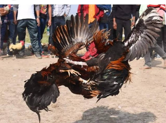 चंद्रपुरातील “कैलास” ने जिल्ह्यातील “पर्वतावर” सुरू केला कोंबडा बाजार