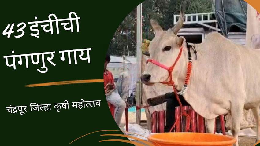 43 इंच उंचीची पंगनूर गाय आपण बघितली काय?