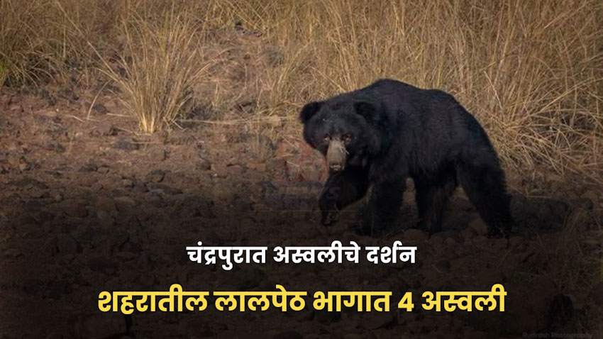 4 bear in chandrapur