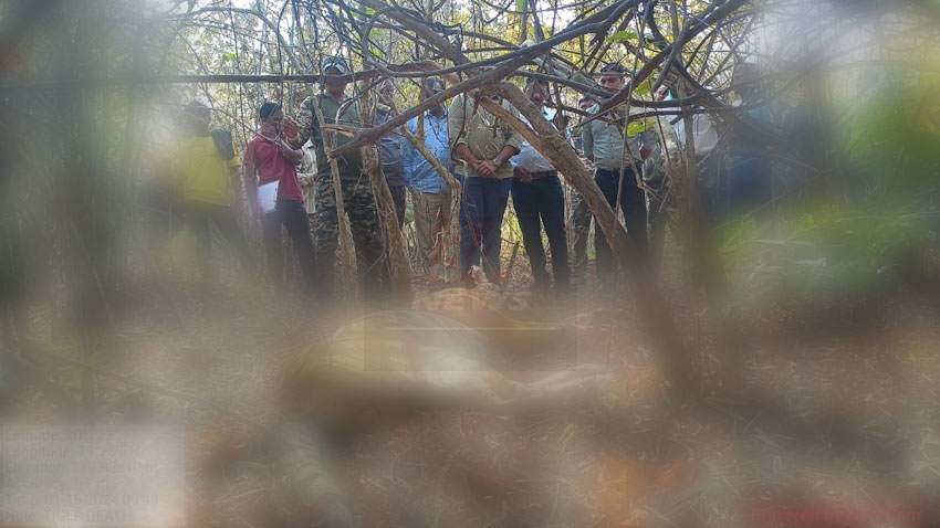 ताडोब्यात 2 वाघांच्या झुंजीत एकाचा मृत्यू