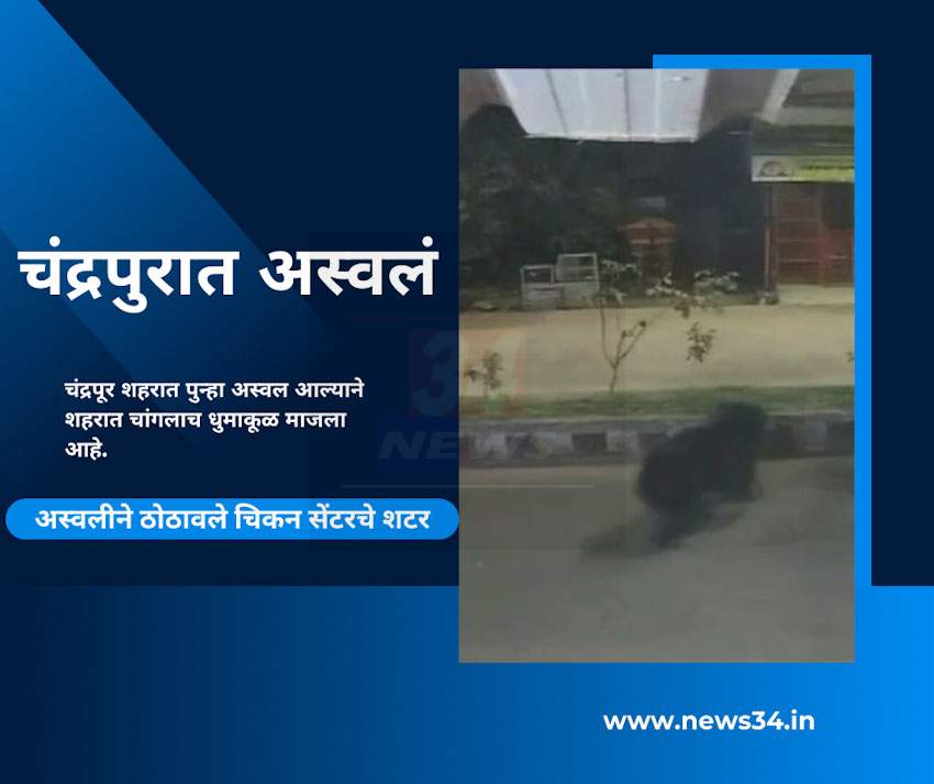 Bear In Chandrapur City : चंद्रपुरात अस्वलीने ठोठावले चिकन सेंटरचे शटर