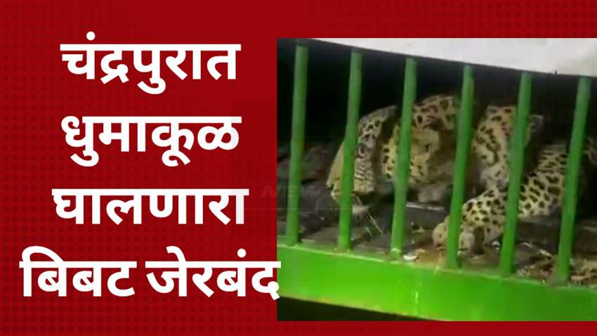 Leopard Capture : चंद्रपुरात धुमाकूळ घालणारा बिबट्या वनविभागाच्या पिंजऱ्यात अडकला