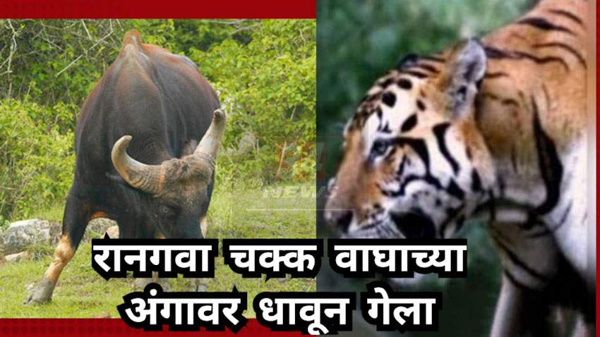 Viral Video : ताडोबा अभयारण्यात वाघ विरुद्ध रानगवा लढत