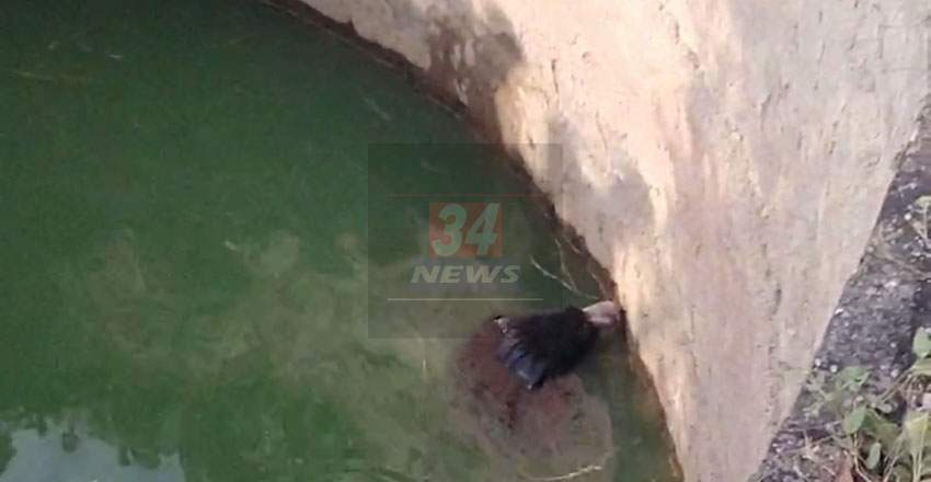 Bear Cube Rescue : वनविभागासमोर अस्वलीच्या पिल्लाचा मृत्यू