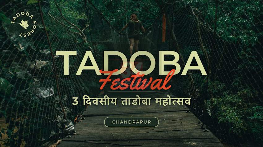 Tadoba Festival : चंद्रपुरात 3 दिवसीय ताडोबा महोत्सवाचे आयोजन