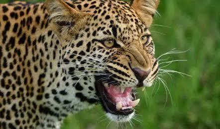 Leopard Attack : मूल तालुक्यात पुन्हा बिबट्याचा हैदोस