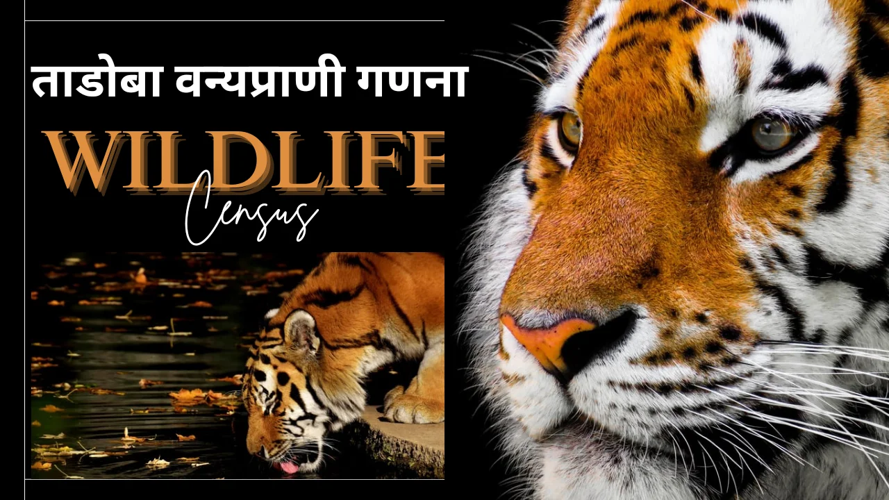 Wildlife census