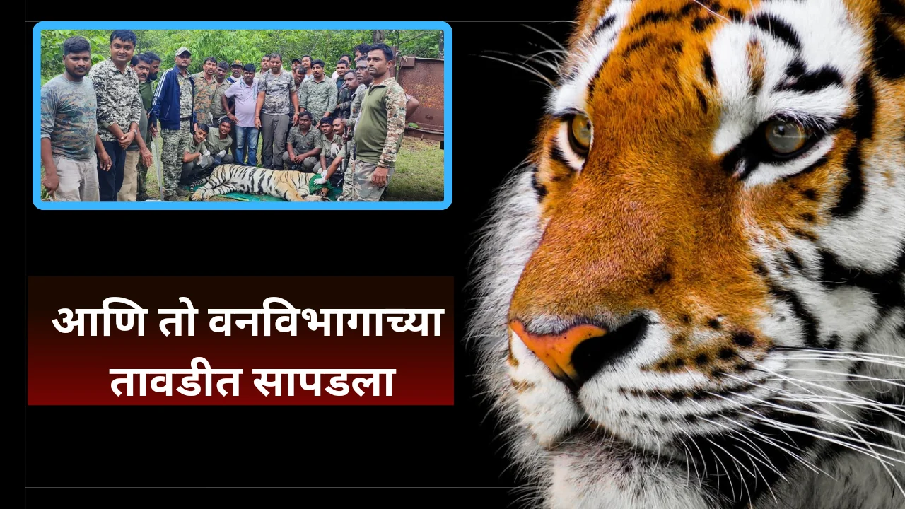 Man eater tiger in chandrapur