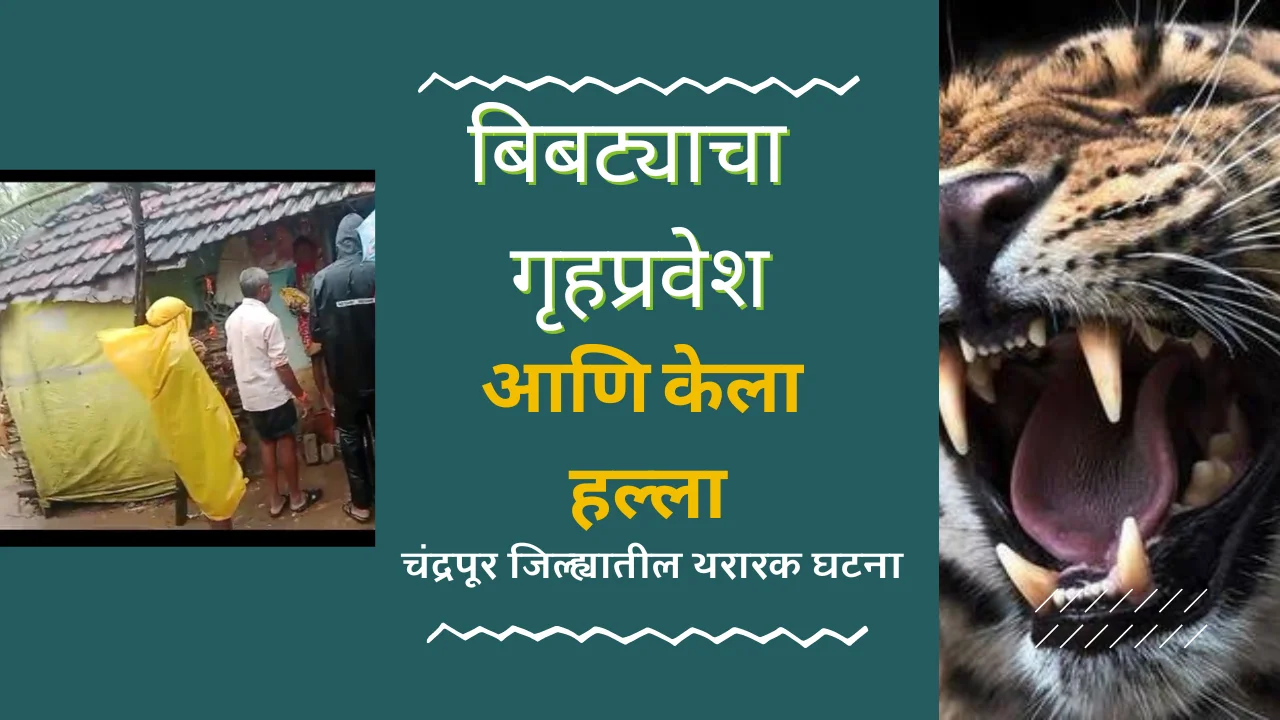 Chandrapur wild animal