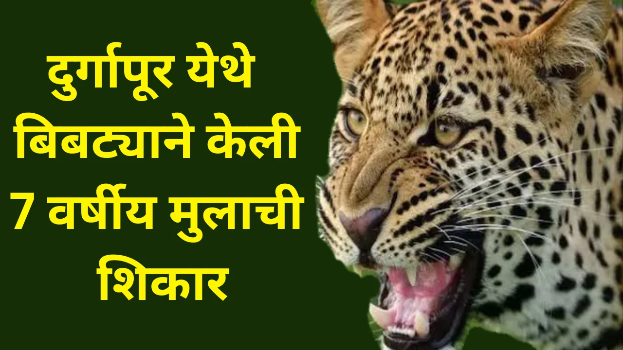 Leopard attack