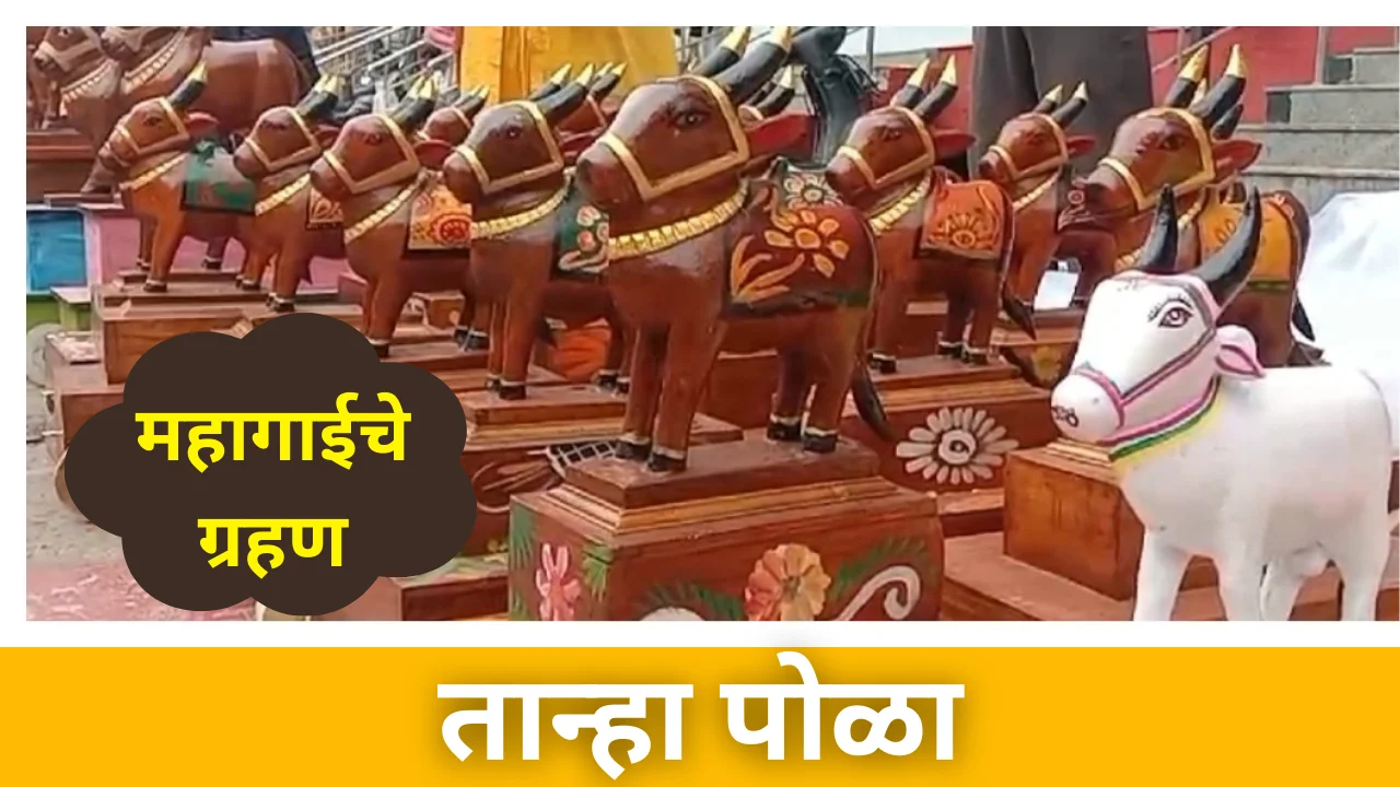 Tanha pola 2024
