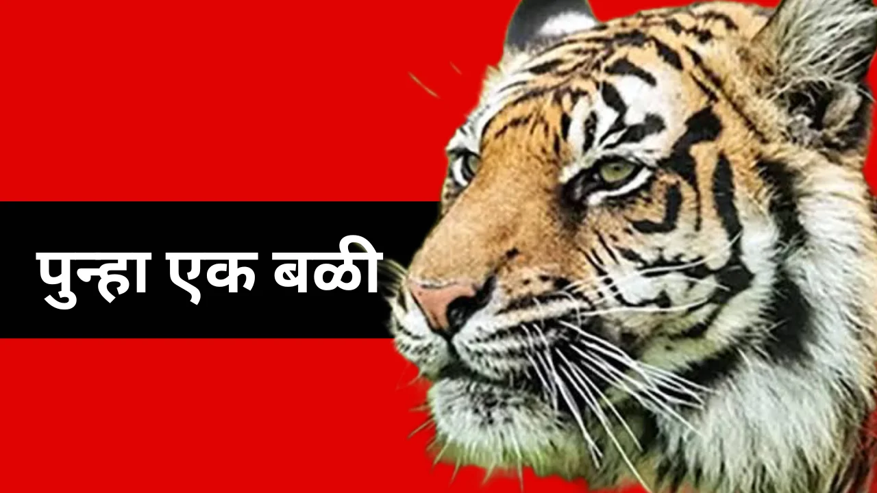 Sindewahi tiger attack
